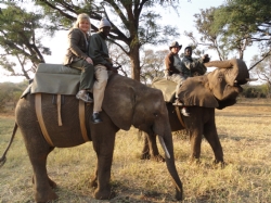 Elephant Back Safari in Africa Elephant Back Safari in Africa