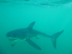 Great White Shark Dive in South Africa Great White Shark Dive in South Africa